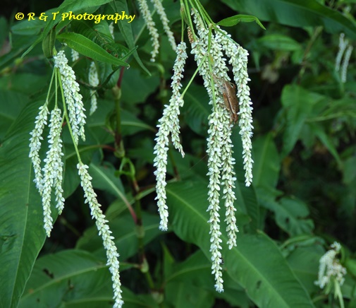 {Persicaria lapathifolia}